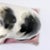 19th Century Antique Staffordshire Style Ceramic Cat on Pink Cushion Figurine For Sale In Cincinnati - Image 6 of 11