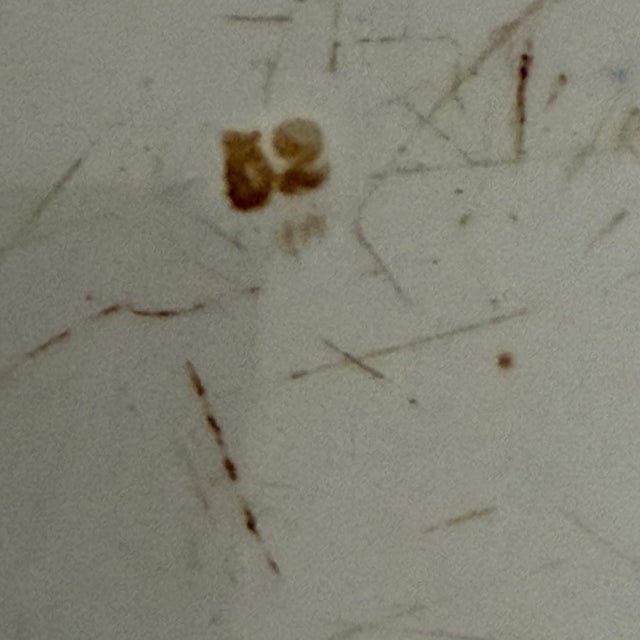 Mid 19th Century Copeland Late Spode Transferware Platter For Sale In San Antonio - Image 6 of 16