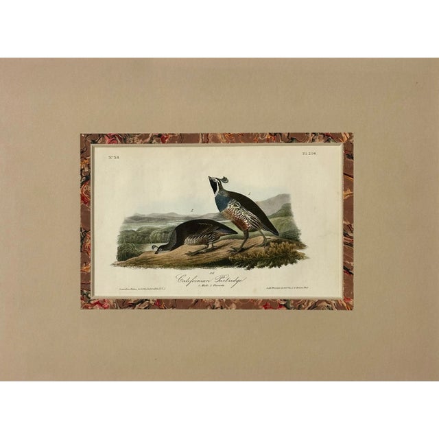 Traditional Original California Patridge by John James Audubon, 1842 For Sale - Image 3 of 3