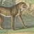 Antique Lion, Jaguar, Leopard and Cheetah Print by Kolb, 1890 For Sale - Image 9 of 12