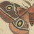 Bertuch, Exotic Butterflies and Saturniid Moth, 1815, Print For Sale - Image 4 of 12