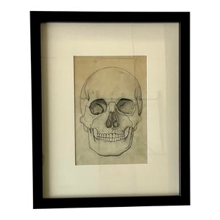 Vintage Skull Still Life Pencil Sketch Drawing, Framed For Sale