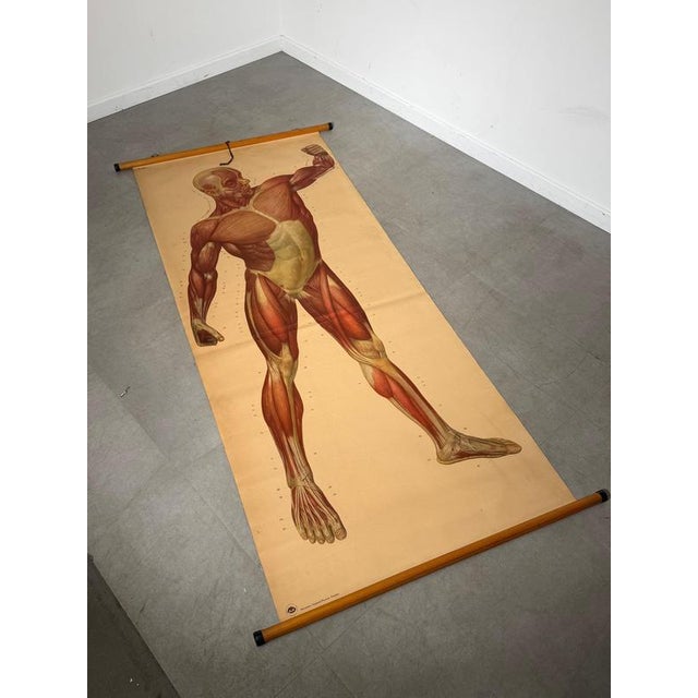 Vintage School Board Muscle of Man, Germany, 1950s For Sale - Image 6 of 6