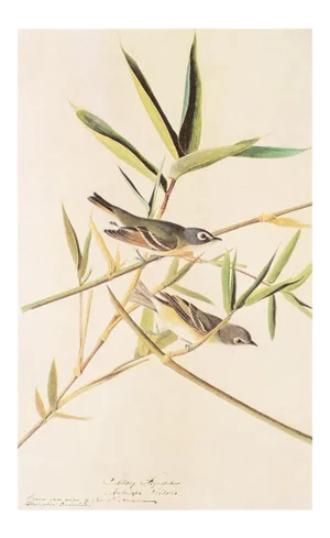 1966 Vintage Cottage Print "Solitary Flycatcher or Solitary Vireo" After John James Audubon