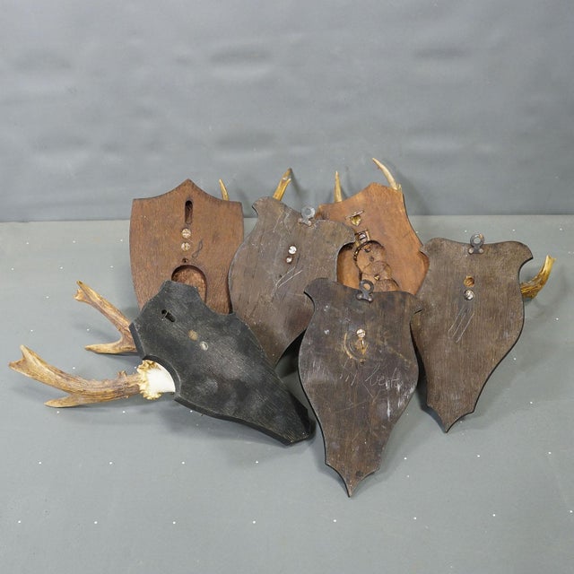 Wood Set of Six Roe Deer Trophies on Turned Plaques Germany Ca. 1960s For Sale - Image 7 of 7