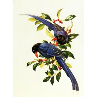 1995 Birds of China "Taiwan Magpie" Salesman Portfolio Sample Print by J F Lansdowne For Sale