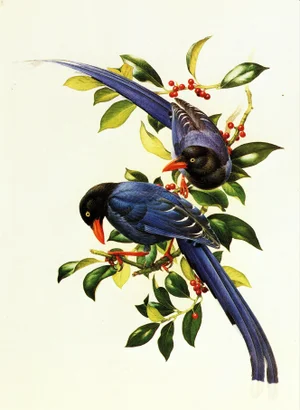 1995 Birds of China "Taiwan Magpie" Salesman Portfolio Sample Print by J F Lansdowne