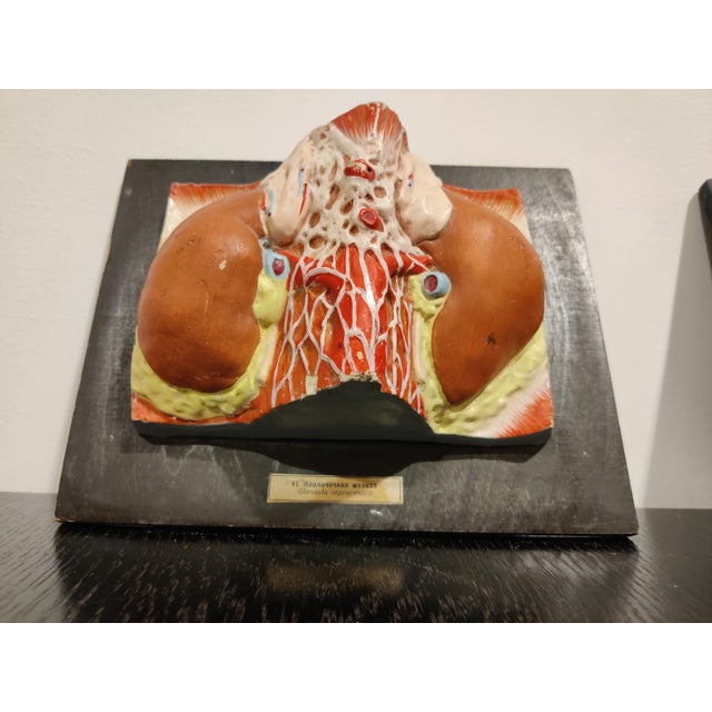 Anatomical Models, 1950s, Set of 2 For Sale - Image 4 of 5