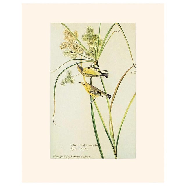 Paper 1966 Vintage Cottage Print, "Prairie Warblers and Ladybug" After John James Audubon For Sale - Image 7 of 7