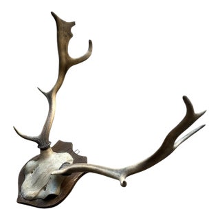 1940s Large Trophy Mount Antler Fallow Deer Balck Forest Decor For Sale