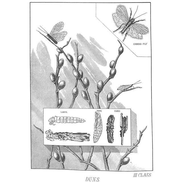 "Favorite Flies" 1892 Marbury, Mary Orvis For Sale - Image 14 of 18