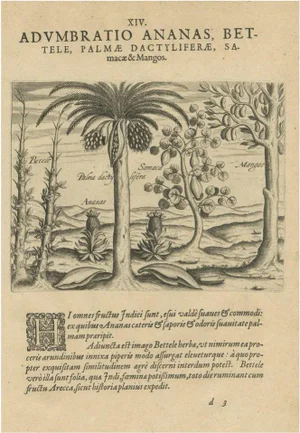 Theodore de Bry, Cornucopia of India: Pineapples, Betel, Date Palms, Soursop, and Mangoes, 1601, Paper