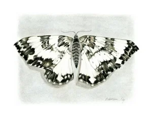 "Moth" Contemporary Black and White Mixed-Media Drawing