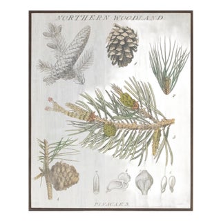 Framed Pine Encyclopedia Print 15.5"H For Sale