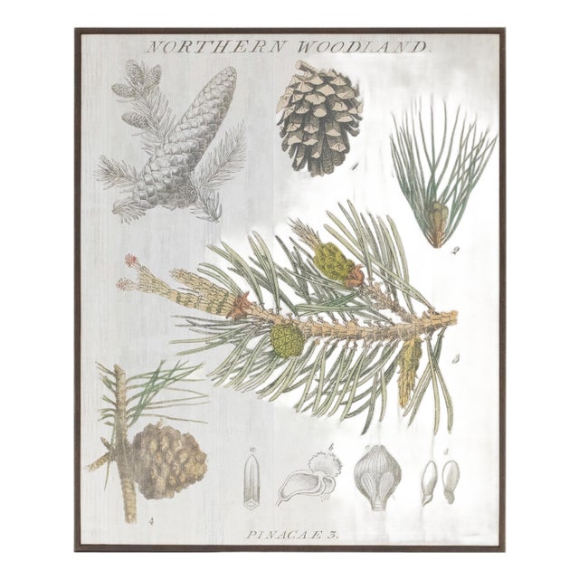 Framed Pine Encyclopedia Print 15.5"H For Sale