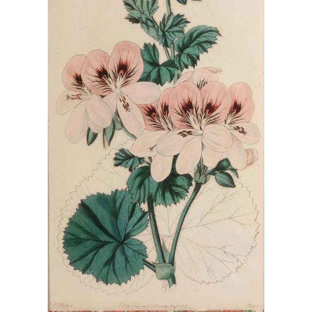 Antique Botanical Prints of Geranium by Robert Sweet For Sale - Image 13 of 18