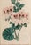 Antique Botanical Prints of Geranium by Robert Sweet For Sale - Image 13 of 18