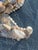 Coastal CSS Seashell Dancing Starfish For Sale - Image 3 of 6