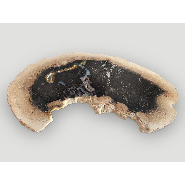 Andrianna Shamaris Rare Palm Petrified Wood Slab For Sale - Image 9 of 18