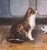 Wood Pair of 19th Century French Pendant Cat Oil on Canvas Paintings Signed A. Pernot For Sale - Image 7 of 18
