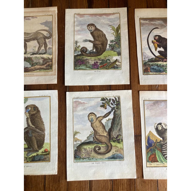 19th Century Set of Eight Authentic 19th Century Buffon Color Engravings of Different Monkeys. For Sale - Image 5 of 7