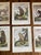 19th Century Set of Eight Authentic 19th Century Buffon Color Engravings of Different Monkeys. For Sale - Image 5 of 7