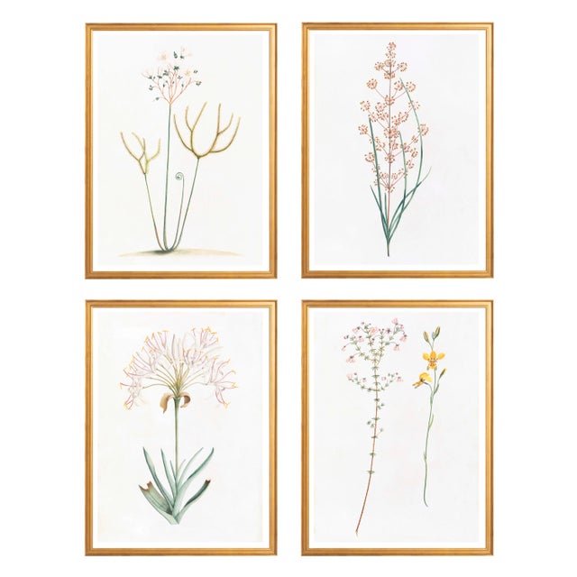 Celerie Kemble Curated Australian Botanical Set of 4 (36x48) in Gold Frame For Sale In Greensboro - Image 6 of 6