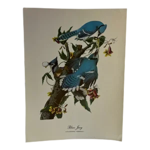 1960s After Audubon Blue Jay Print