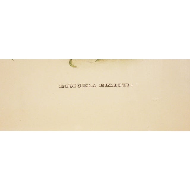 Circa 1893-1895 English Framed Lithograph of the Eucichla Ellioti by William Matthew Hart For Sale In Raleigh - Image 6 of 8