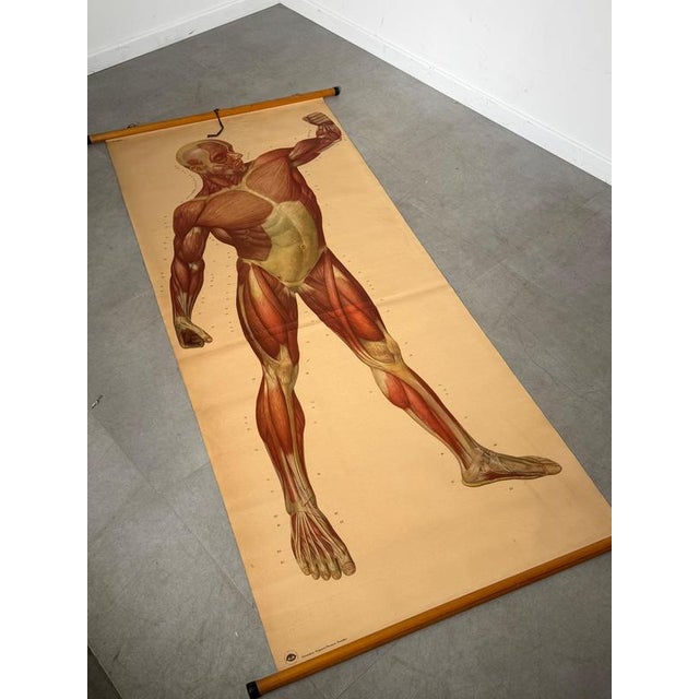 Large-scale vintage German anatomical school chart depicting the muscular system of the human body. Produced in Germany in...