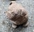 English Mid-20th Century English Cast Stone Bull Dog Garden Figure For Sale - Image 3 of 5