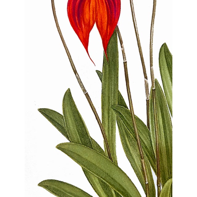 Orchid Giclee Prints by Angela Mirro - Set of Three Framed Prints - For Sale - Image 11 of 18