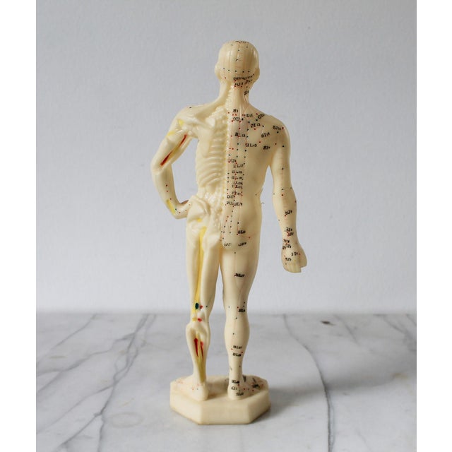 Vintage Acupuncture Mannequin For Sale In Milwaukee - Image 6 of 13