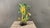 Italian Botanical Sculpture, 1940s For Sale - Image 10 of 11