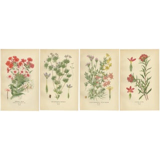 Original Botanical Prints, 1897, Set of 4, Paper For Sale