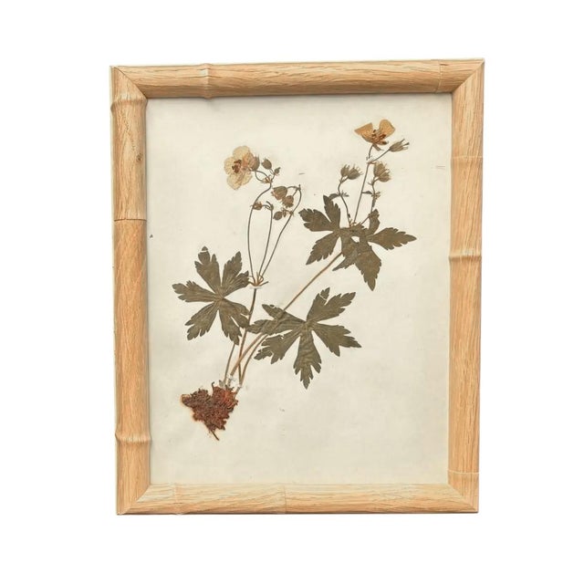 Framed Herbarium Collection of Botanical Specimens From 1897, Set of 12 For Sale - Image 16 of 18