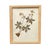 Framed Herbarium Collection of Botanical Specimens From 1897, Set of 12 For Sale - Image 16 of 18