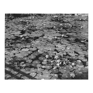1972 Kauai Hawaii Lily Pad Landscape Photograph For Sale