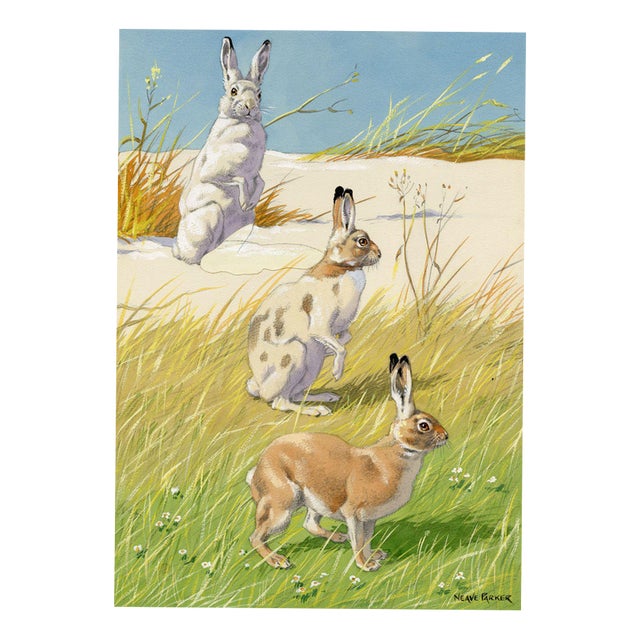 William Neave Parker, Snowshoe Hare Illustration, Mid-20th Century, Gouache For Sale