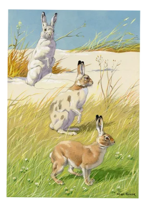 William Neave Parker, Snowshoe Hare Illustration, Mid-20th Century, Gouache