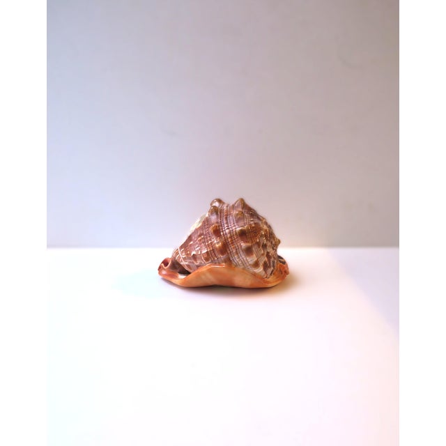Italian Cameo Shell Seashell, Neoclassical Style, Mid-20th Century, Italy For Sale In New York - Image 6 of 8