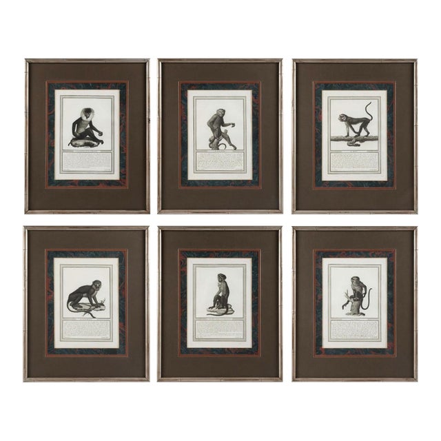 19th-C. French Monkey Engravings Nicolas Henri Jacob - Jacob’s Monkeys - Framed & Matted - Set of 6 For Sale