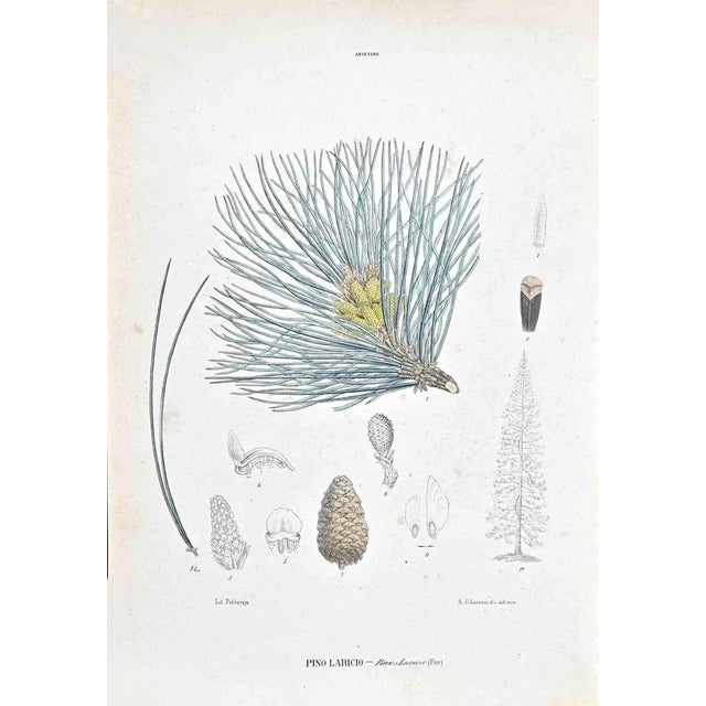 Vincenzo Tenore, The Abietines, Lithograph, 1870s For Sale