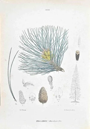 Vincenzo Tenore, The Abietines, Lithograph, 1870s