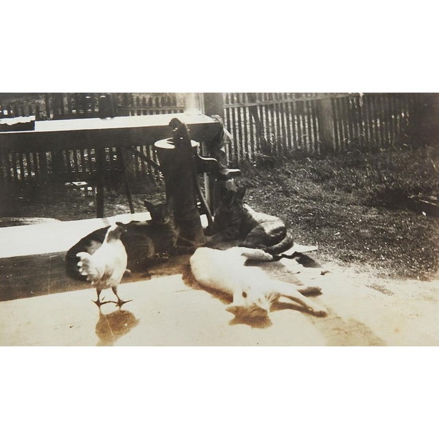 Early 20th century pair of silver gelatin snapshot photographs of farm cats and their chicken pal. Unframed, edge wear,...