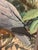 Paint Late 20th Century Falcons Original Oil Painting Richard Sloan Style Maya Temple Birds Rainforest For Sale - Image 7 of 13