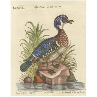 Johann Michael Seligmann, Catesby's Summer Duck, 18th Century, Engraving on Paper For Sale