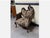 Age: circa 1890 Wood type: solid walnut Condition: very good, meticulously maintained, and ready-to-use original condition...