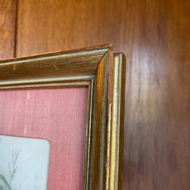 Late 19th Century "Java Sparrow" Bird Engraving by JW Frohawk, Framed Reproduction For Sale - Image 4 of 5