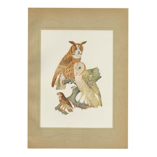After Descourtilz, Striped Owl, Barn Owl and Pygmy Owl, 1944, Print For Sale